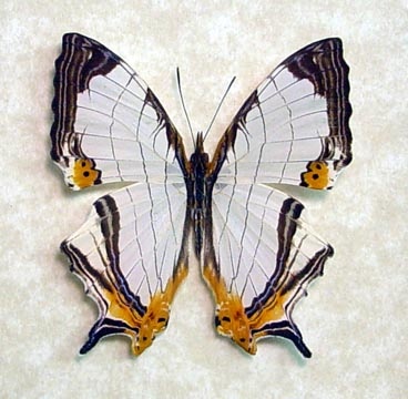 map butterfly